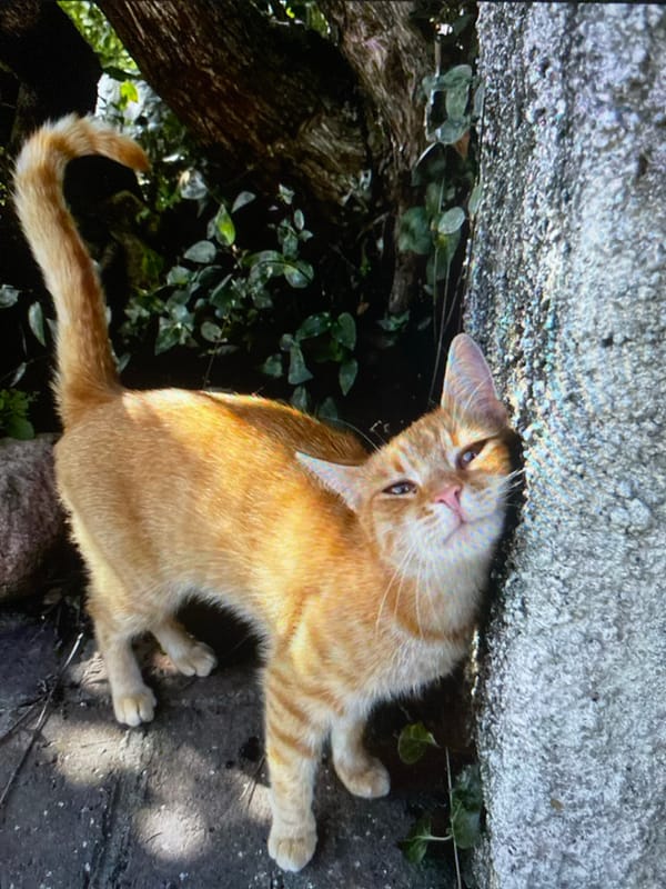 Cats, butterflies, and landscapes in a casual nature mix