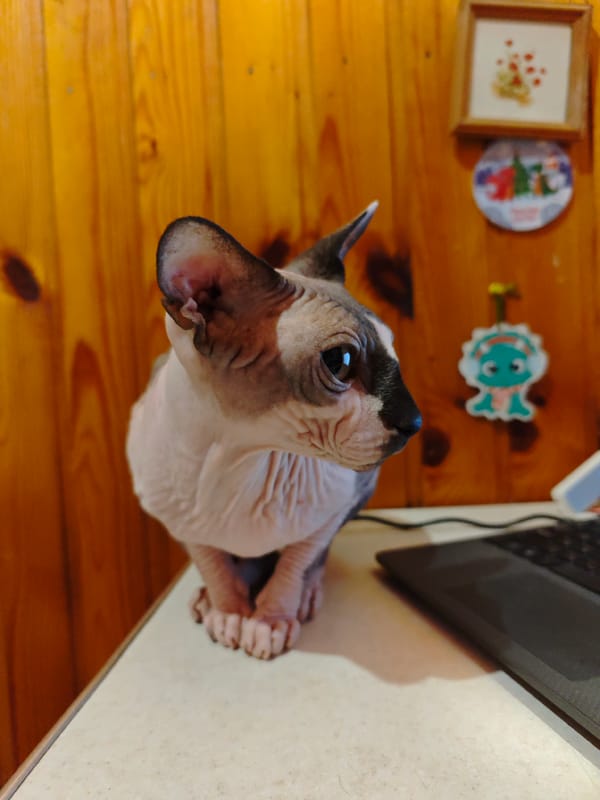 Sphynx cat spotted with computer equipment in Pyatigorsk workspace