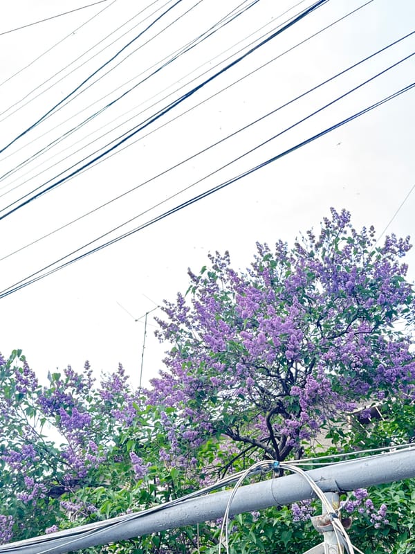 Lilac blooms observed near power lines in Yerevan