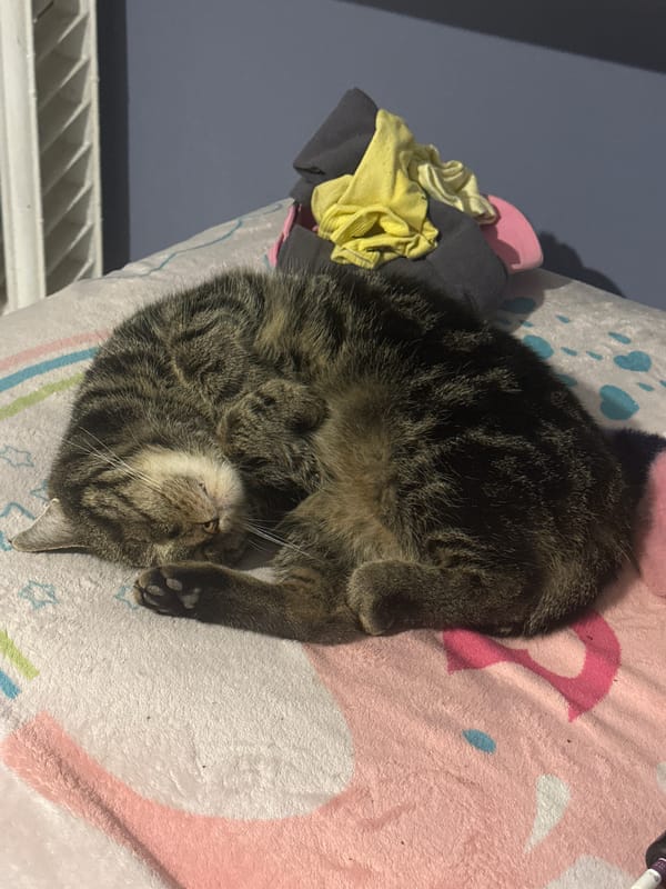 Tabby cat sleeps peacefully on blanket in Stavropol home