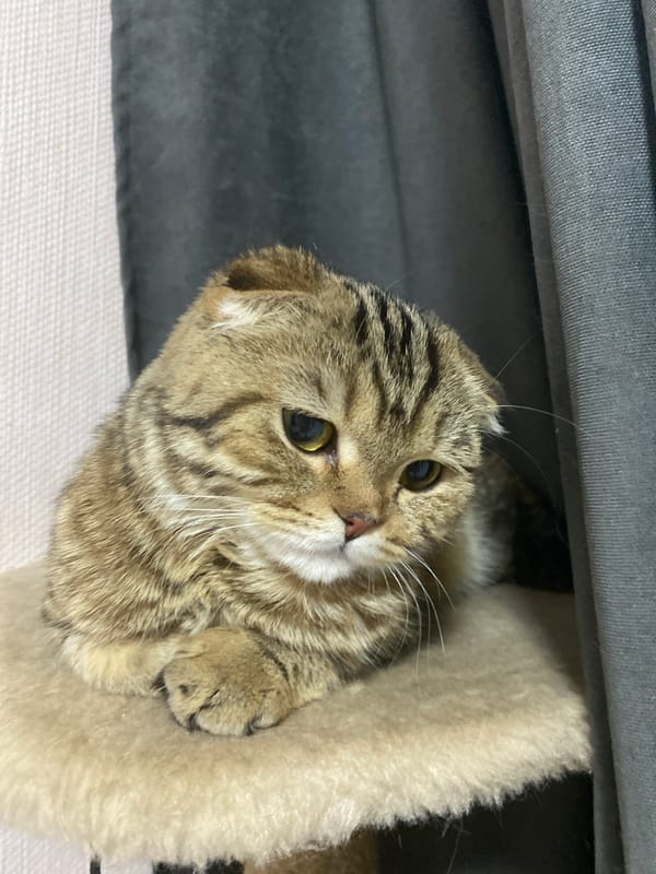 Tabby cat observed resting in home setting