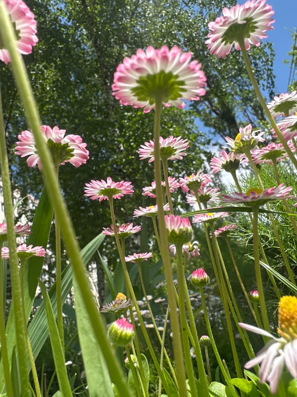 Spring flowers documented blooming in Stavropol residential area