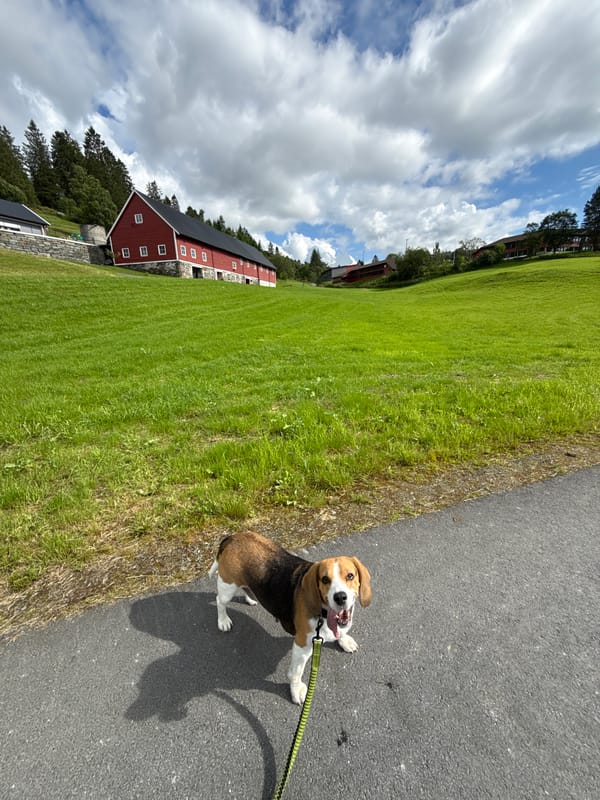 Beagle on a leash walk beside a grassy field