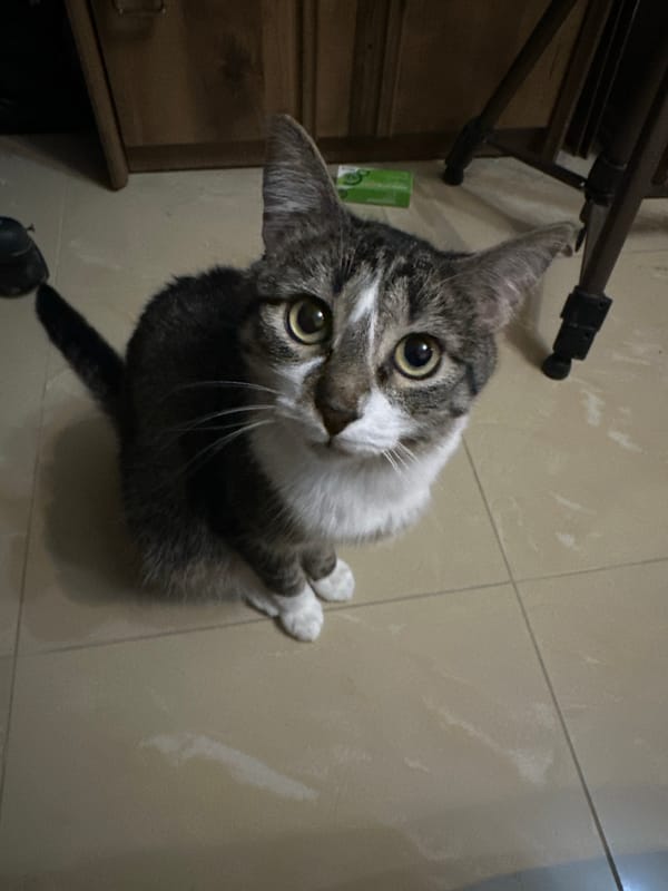 Tabby cat photographed in multiple poses in Sofia home