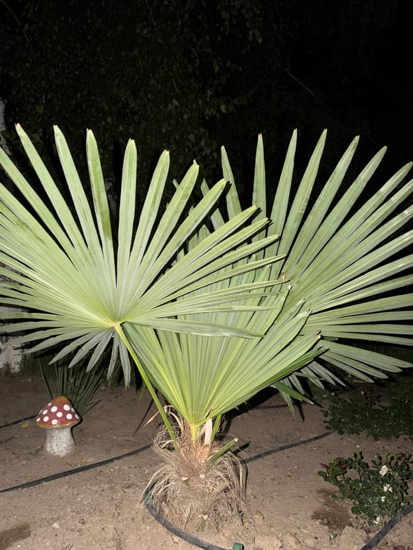 Night tour of a blooming residential garden