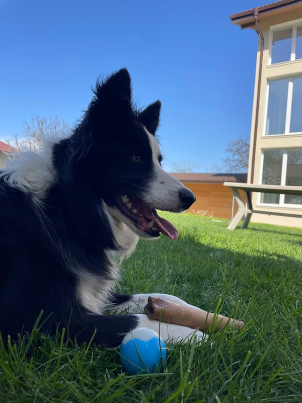 Border Collie and cat enjoy sunny afternoon in grass