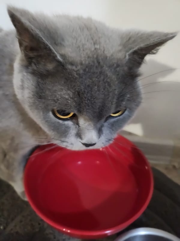 Grey cat's evening routine captured in Bulgarian home