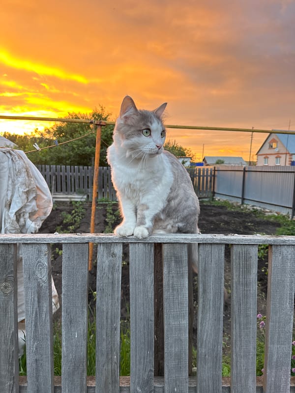 Cat sits on fence overlooking garden in Russian village
