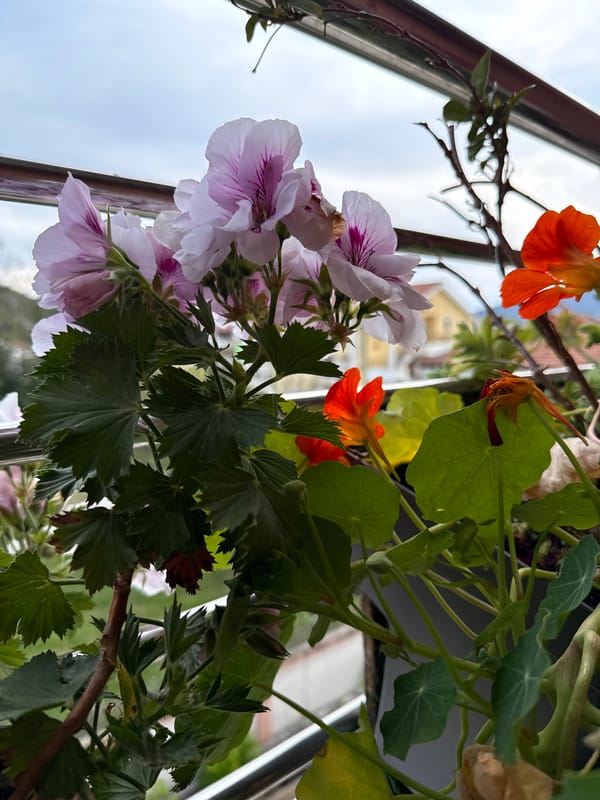 Domestic scenes documented in Zelenika, Montenegro during spring afternoon