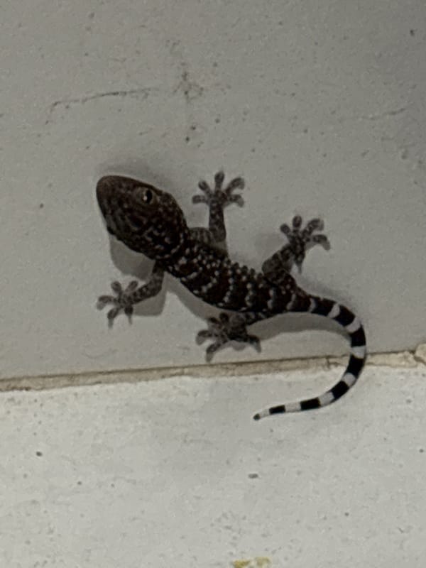 Spotted gecko observed on wall in Kuta Selatan