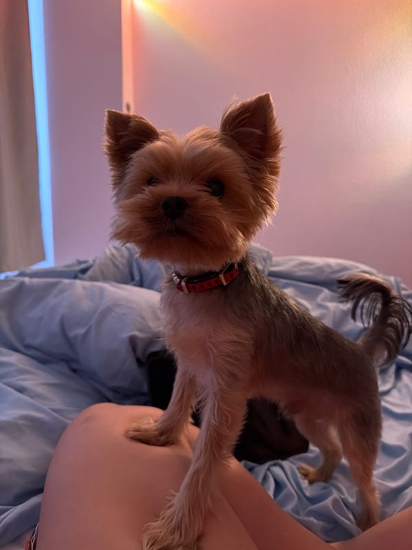 Yorkshire Terrier named Stuff living its best life in Perm