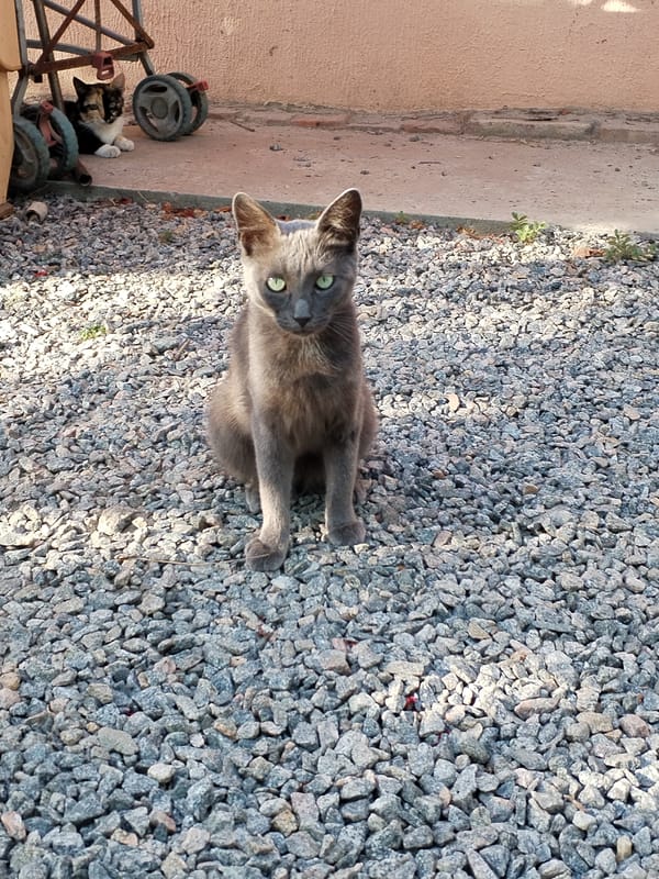 Cats on gravel, up close and from above