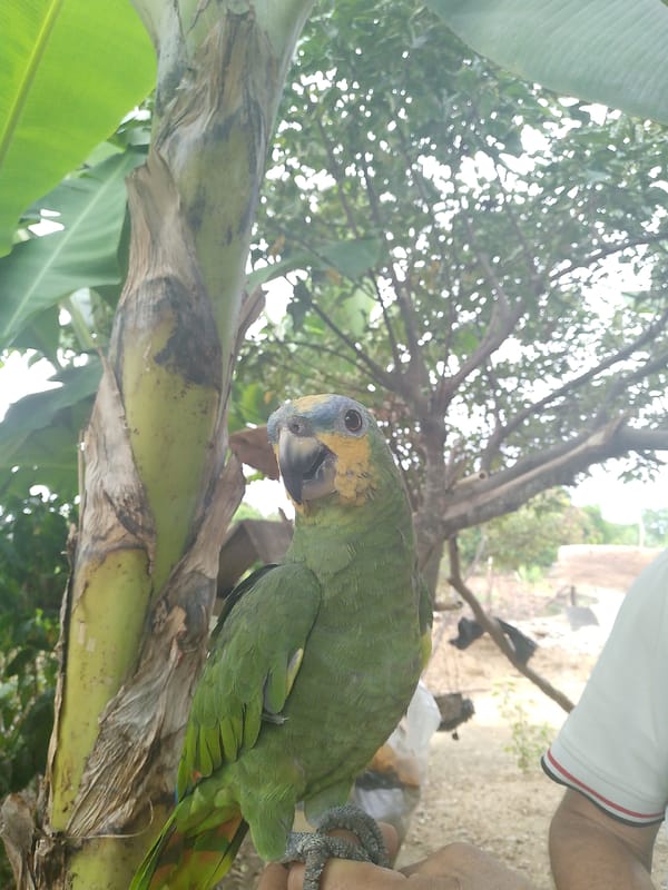 Venezuelan resident documents local garden wildlife and plants