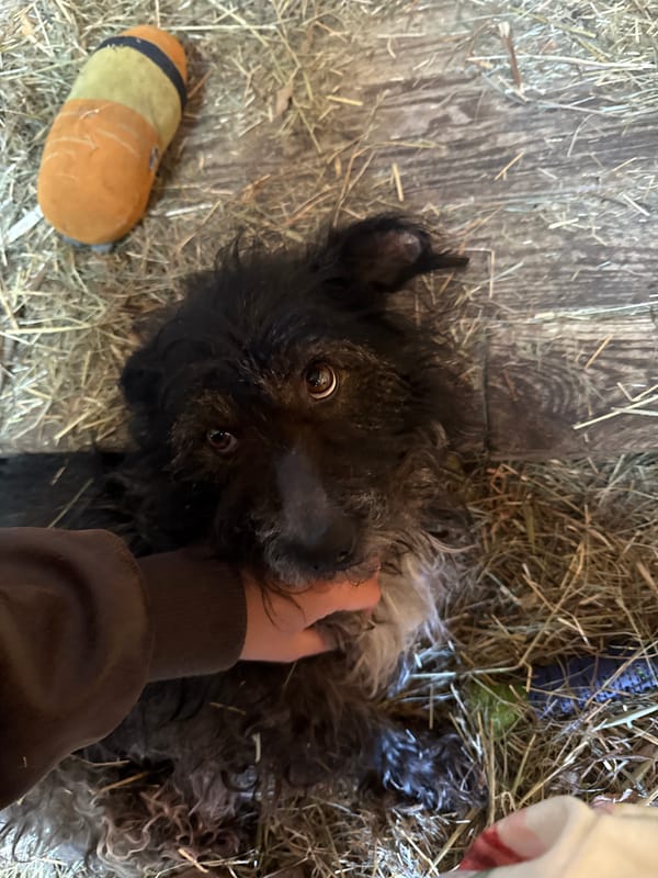 Dog receives gentle petting while resting on hay