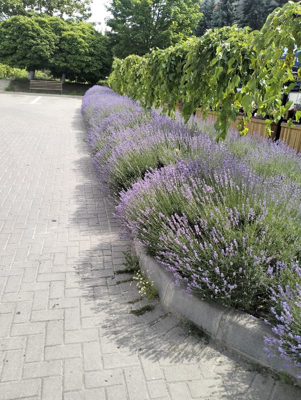 Lavender in bloom near a domed church in Șoldănești