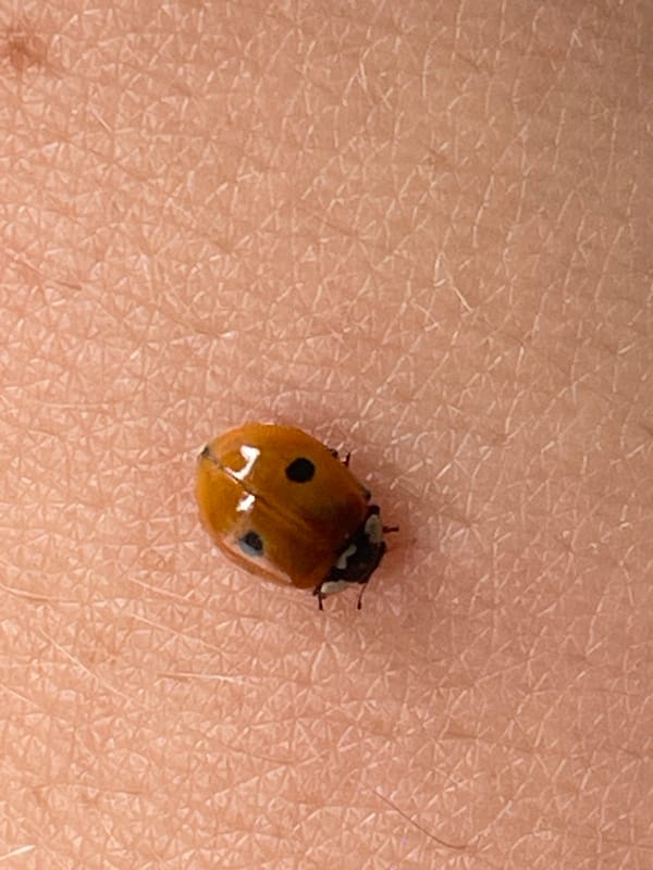 Ladybug close-up on skin, Saint Petersburg