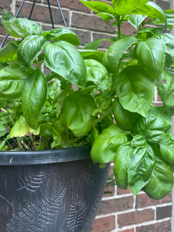 Garden plants, wildlife, and a cat in a Pointe-Claire backyard