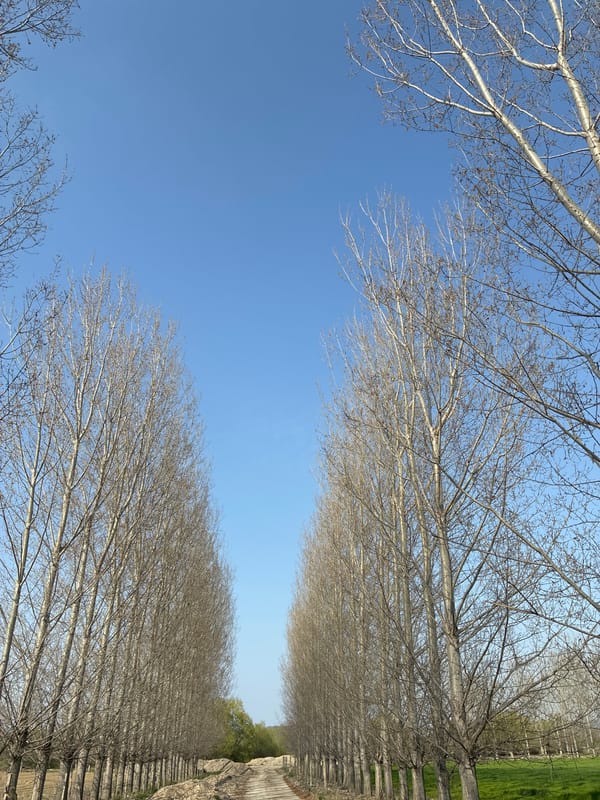Afternoon walk documented through rural Zlokuchene, Bulgaria