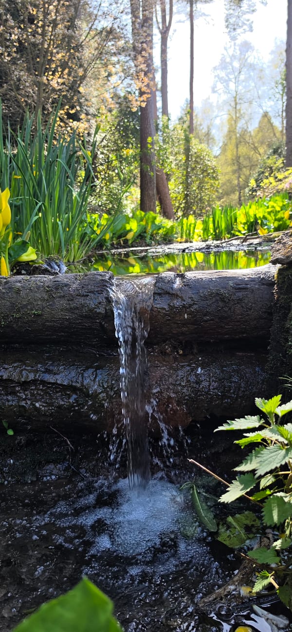 Quiet afternoon at Tilgate Lake captures goose, rippled waters