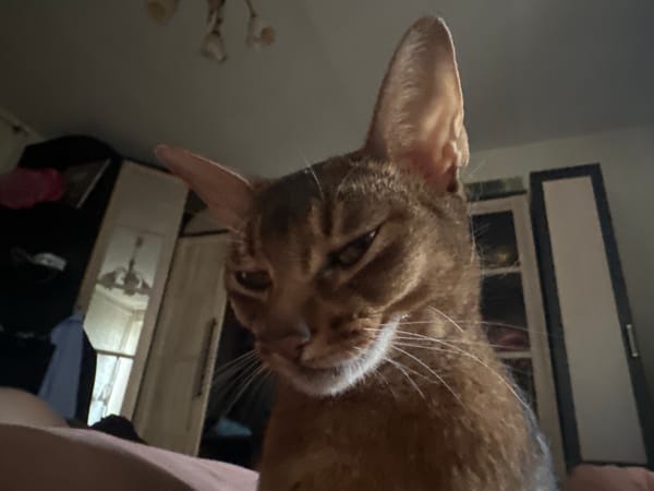 Abyssinian cat photographed with suspicious expression in Moscow home