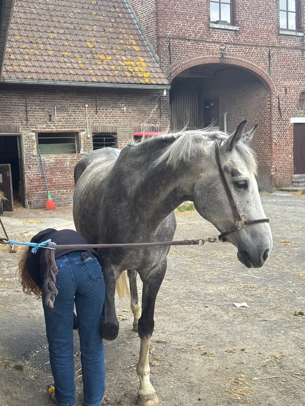 Horse receives hoof care at Belgian farm courtyard