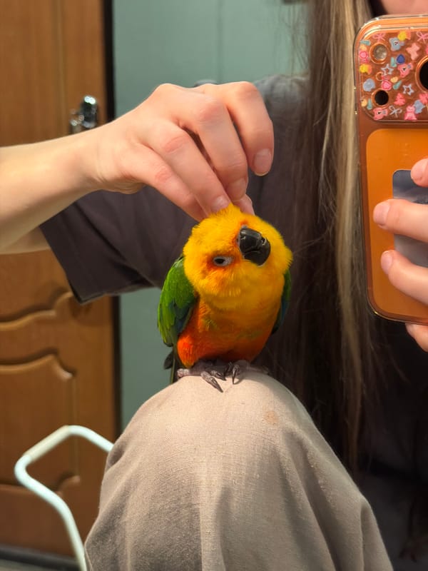 Person takes selfie with colorful Sun Conure parrot indoors