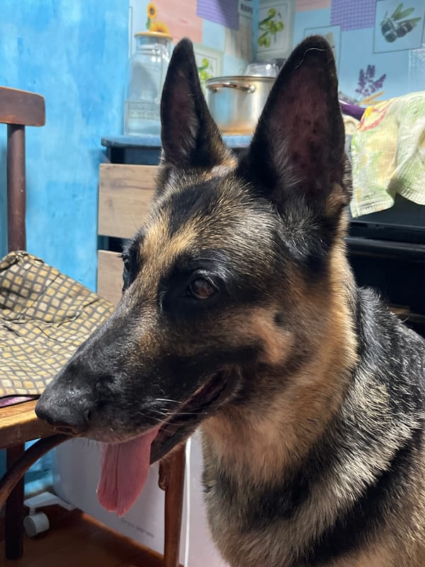 Treat time with pets and selfies in Nizhny Tagil