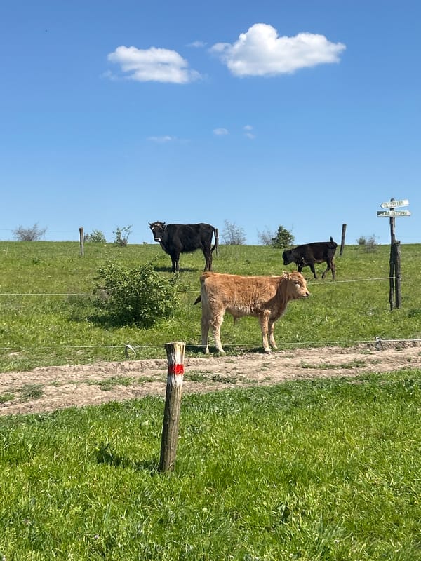 Cattle grazing observed in Bulgarian pasture near signpost
