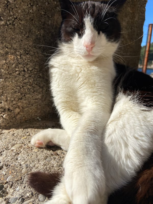 Cat spotted napping on concrete in Budva, Montenegro