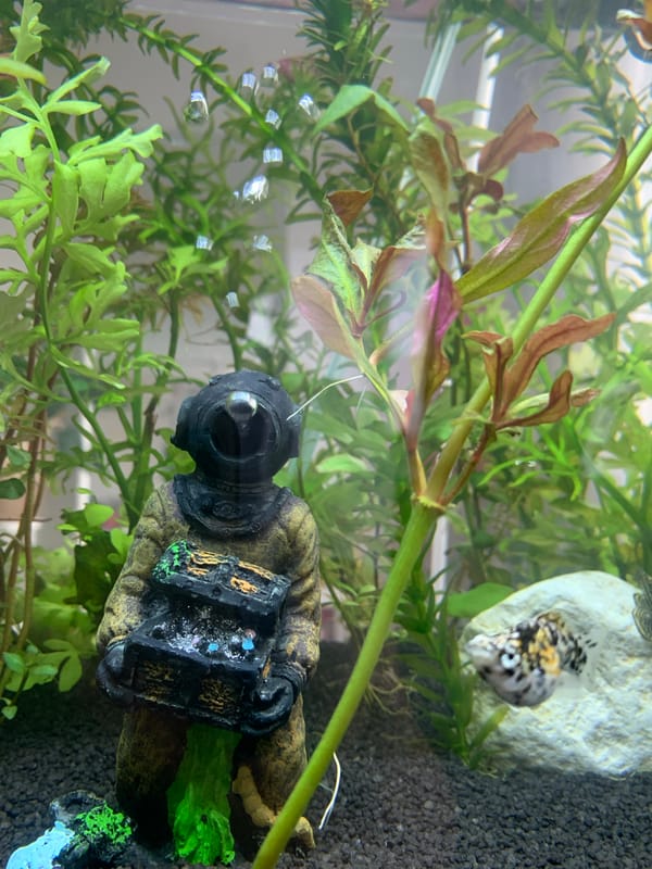 Aquarium with purple Betta fish observed in Sofia