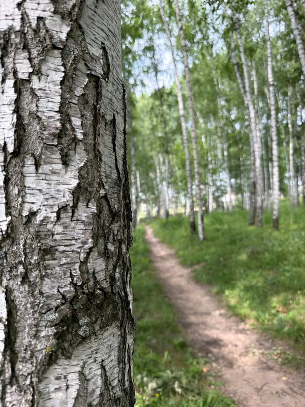 Birch forest walk with wildflowers and insects in summer bloom