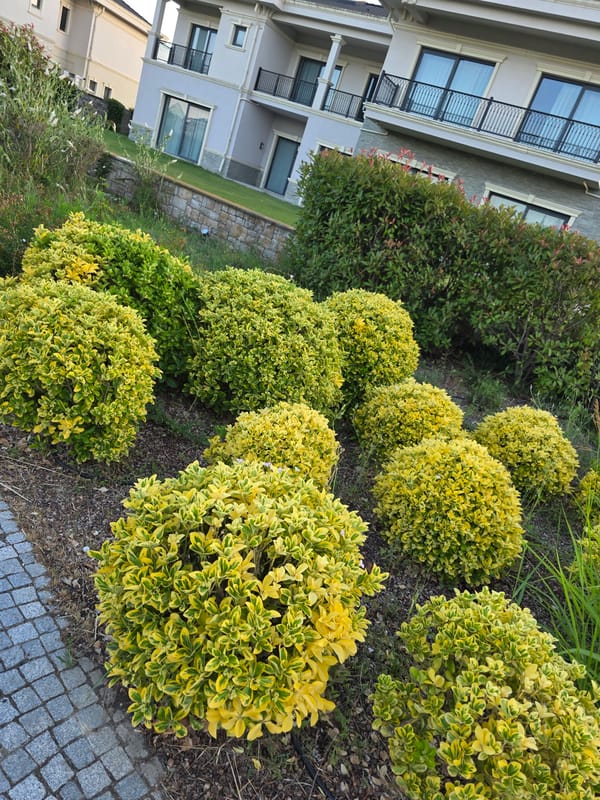 Summer blooms and greenery around a Surakhany Raion residential complex