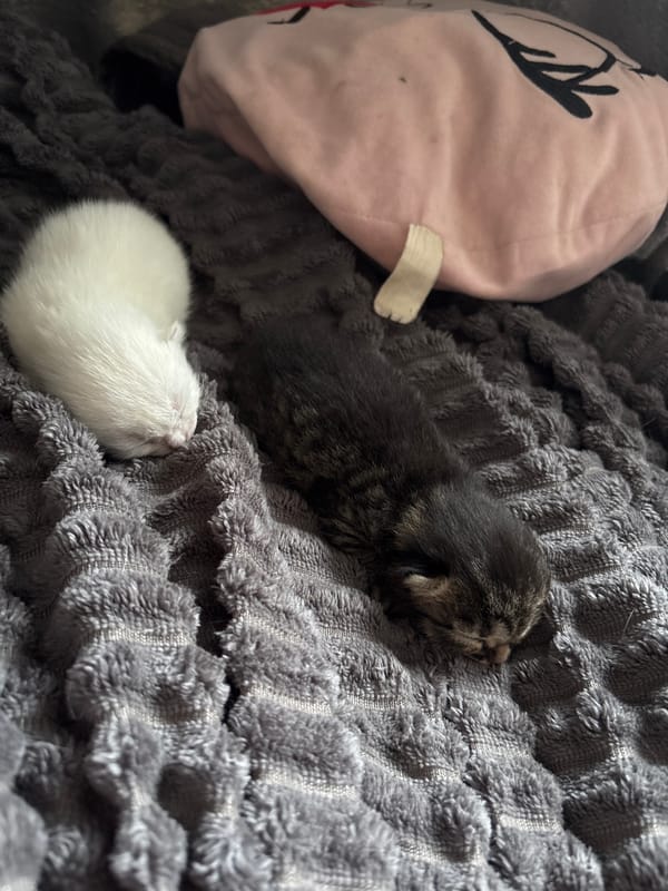 Woman relaxes with phone while kittens nap in Russian home