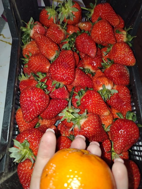 Indoor scenes documented in Bor: strawberries and wallpaper