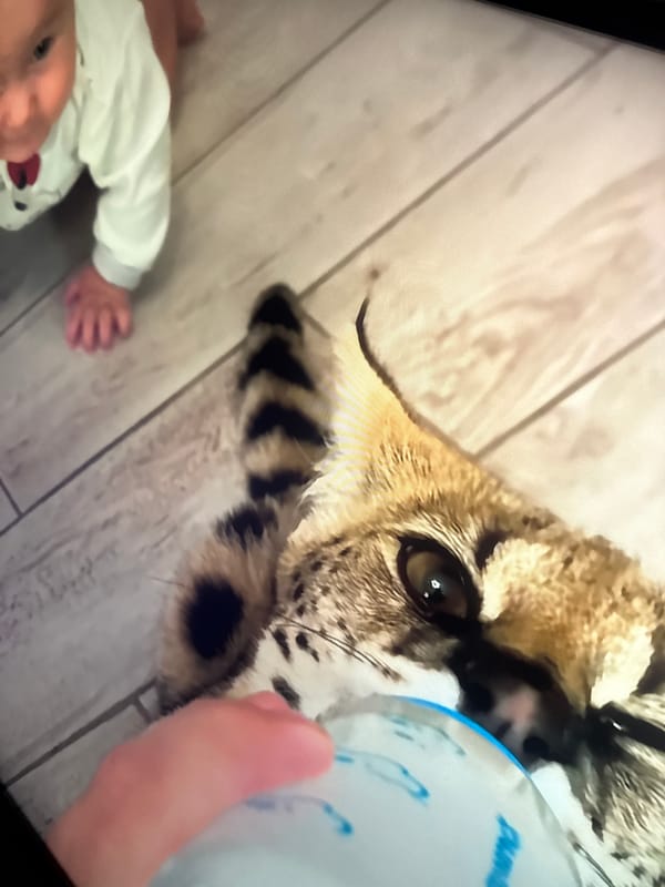 Beach day in Herzliya with exotic cats and surf in the mix