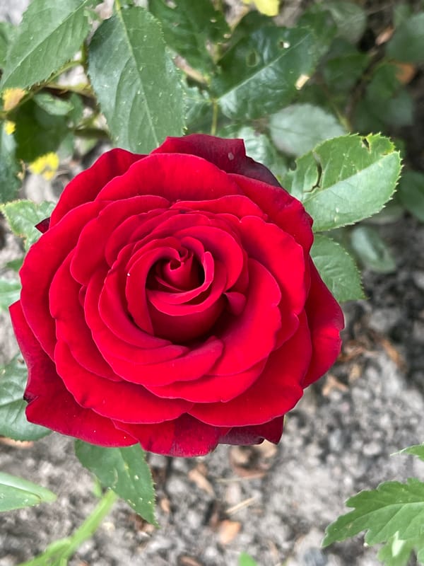 Garden close-ups: roses, lilies, and ivy-covered walls