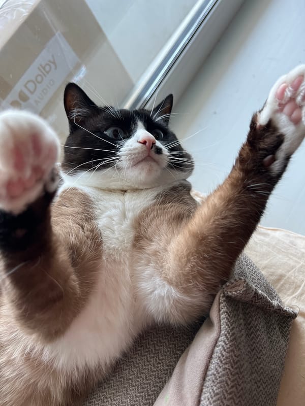 Cat receives gentle attention in Russian home Saturday morning