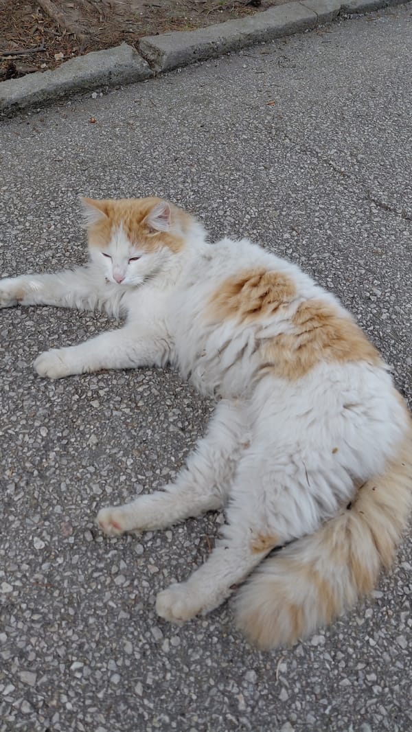 Urban wildlife spotted: cats and geese in city setting