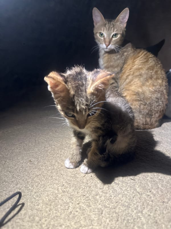 Cats and kittens photographed up close across Jos, Nigeria