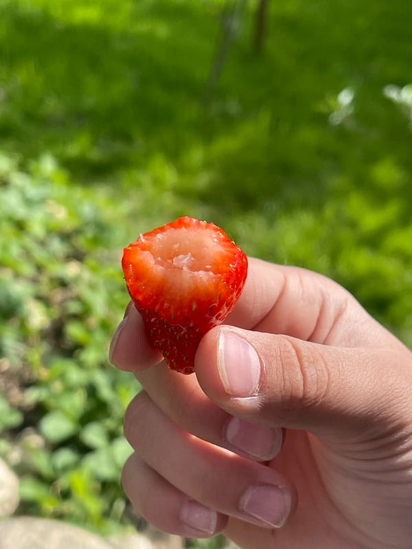Summer garden moments captured in Donskoye backyard