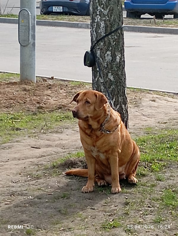 Golden dog tethered to tree in Moscow