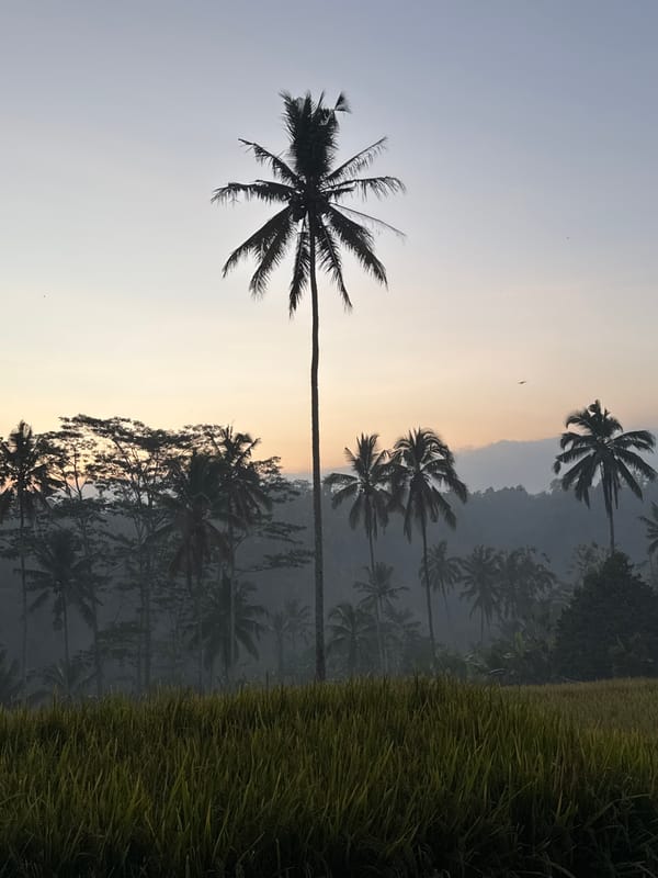 Sunrise over Tegallalang's rice fields and palm silhouettes