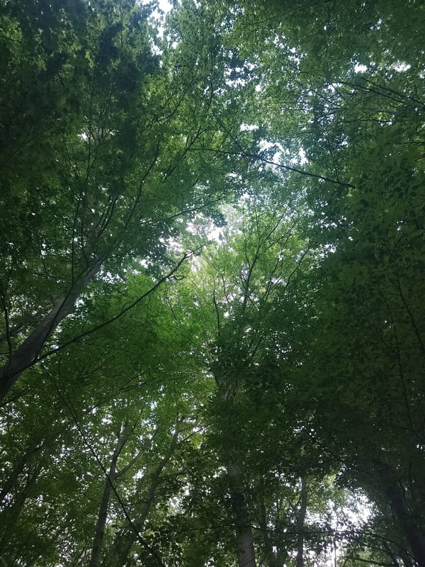 Outdoor café scenes documented in Sofia's green canopy