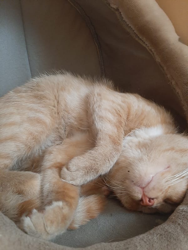 Ginger cat napping in a plush bed, Lviv