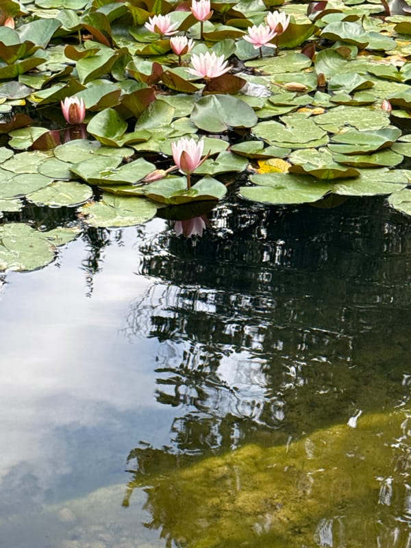 Morning walk through Almaty Botanical Garden's ponds and gardens