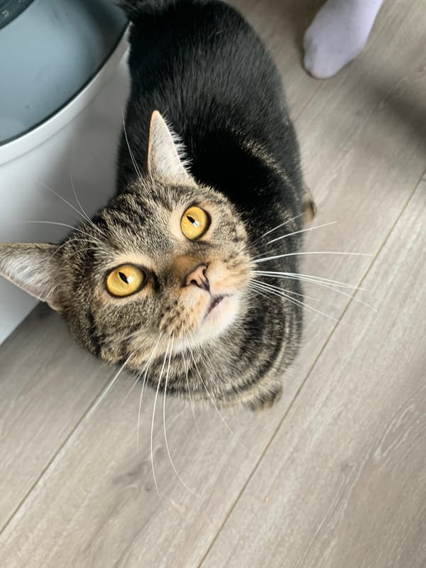 Tabby cat photographed looking up in Stavropol home