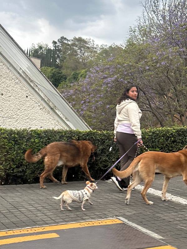 Woman walks three dogs on Mexico City sidewalk