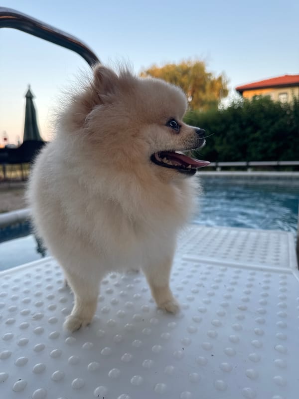 Pomeranian roams a poolside property in Balchik, Bulgaria