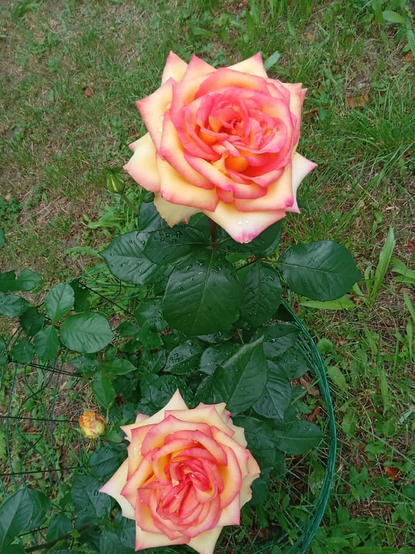 Garden roses and calico cat observed in Biloziria, Ukraine