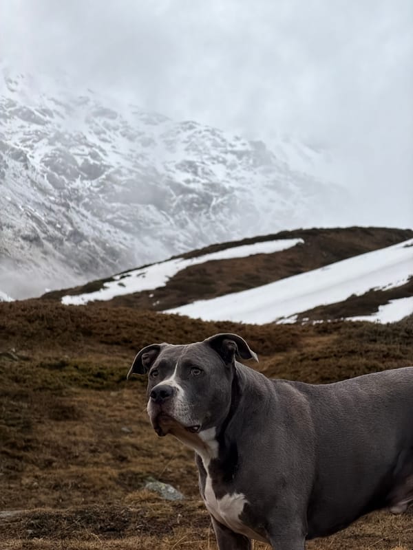 Dog photographed in foggy Swiss Alps near Pontresina